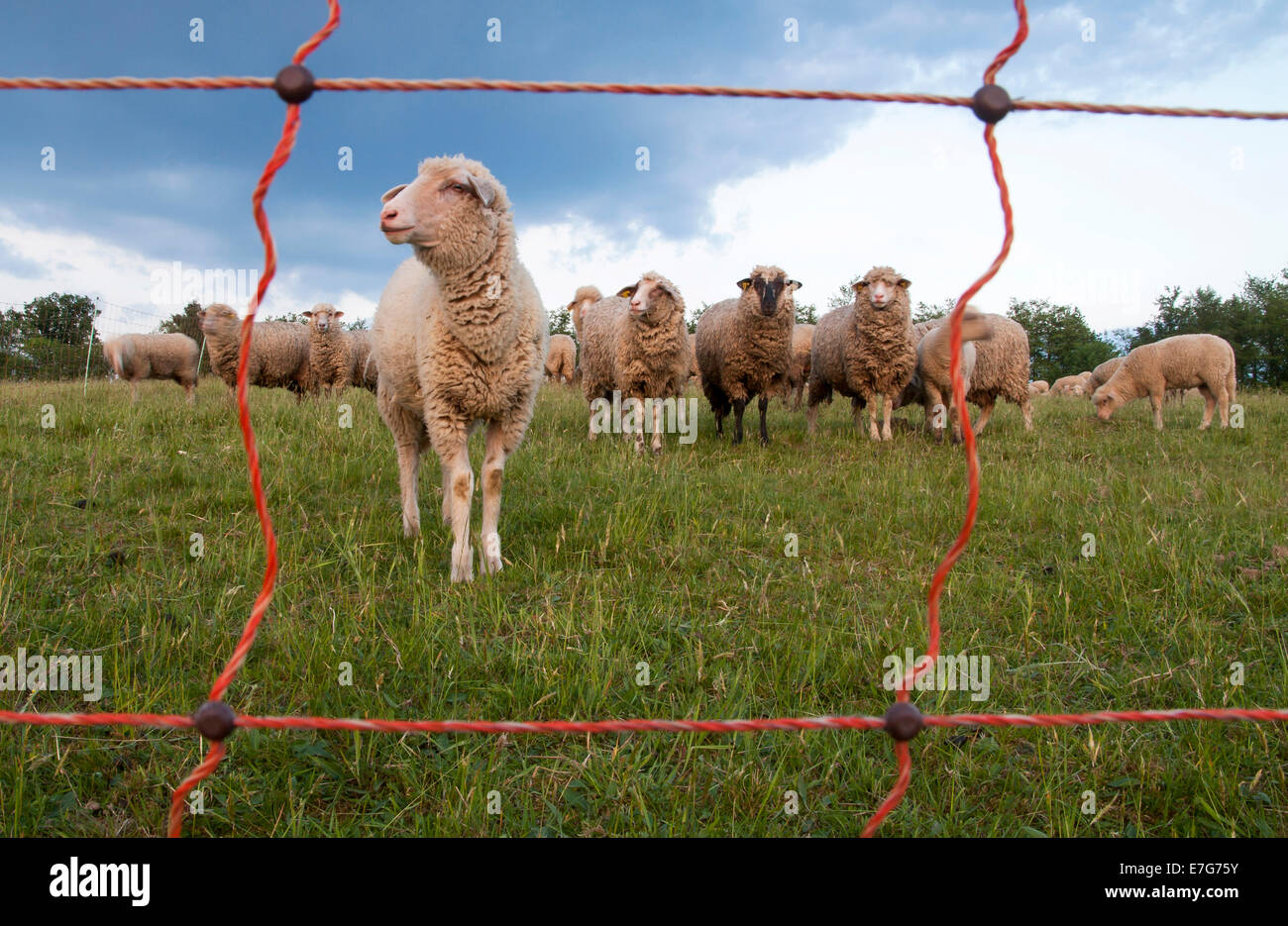 Ovejas detrás de una valla eléctrica, Lahr, distrito Ortenaukreis, Baden-Württemberg, Alemania Foto de stock