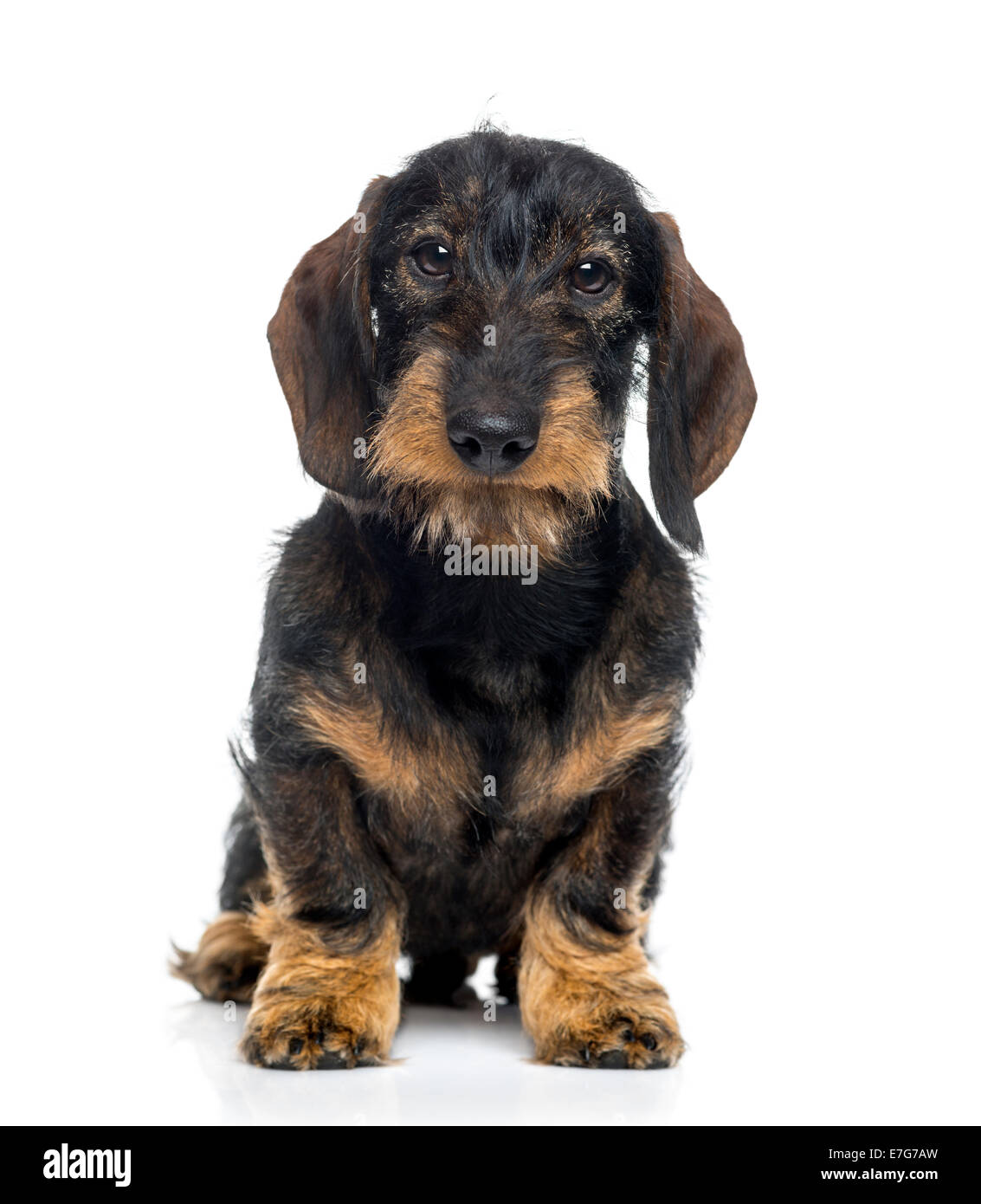 Cachorro de perro salchicha blanco y marrón fotografías e imágenes de alta  resolución - Alamy