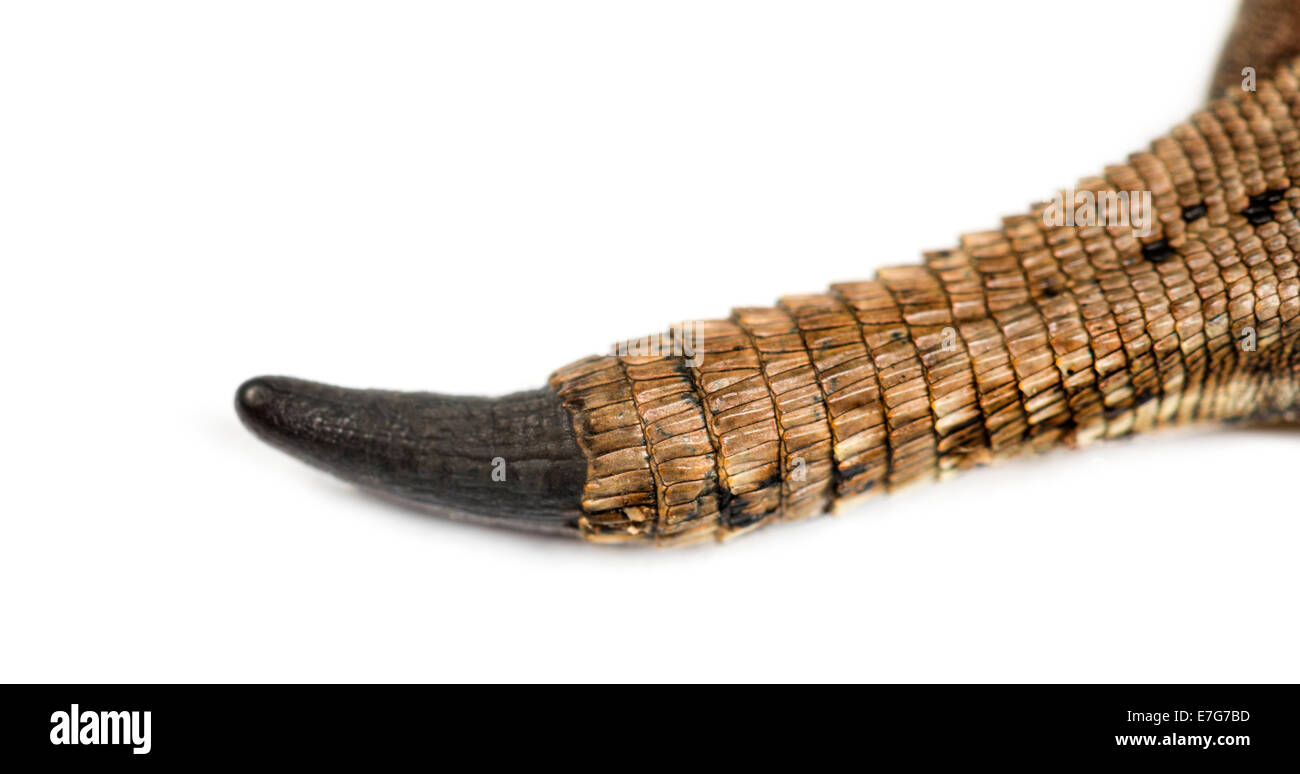 Close-up de una lagartija cola cortar contra el fondo blanco. Foto de stock