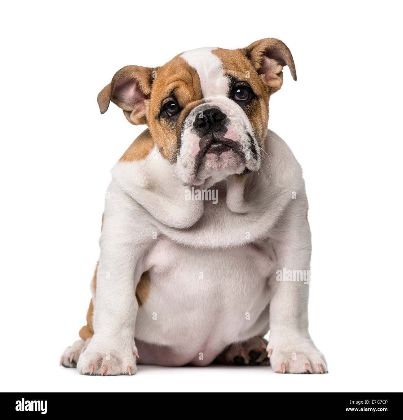 Cachorro Bulldog Inglés (3 meses) contra el fondo blanco Fotografía de  stock - Alamy