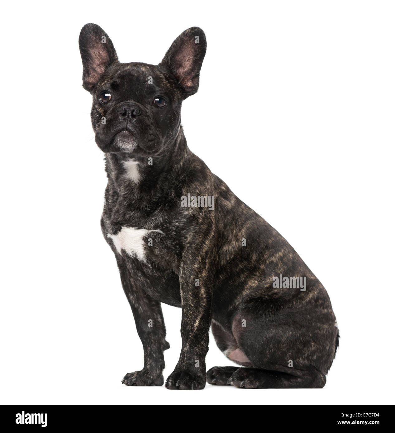 Cachorro Bulldog Francés (5 meses) contra el fondo blanco. Foto de stock