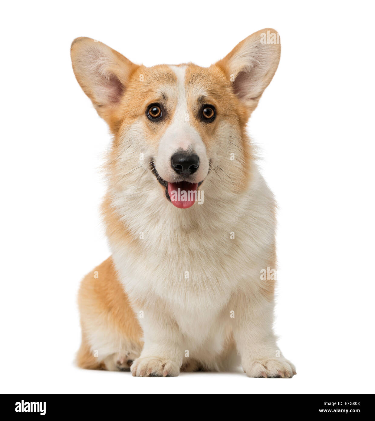 Welsh Corgi Pembroke (7 meses) contra el fondo blanco. Foto de stock