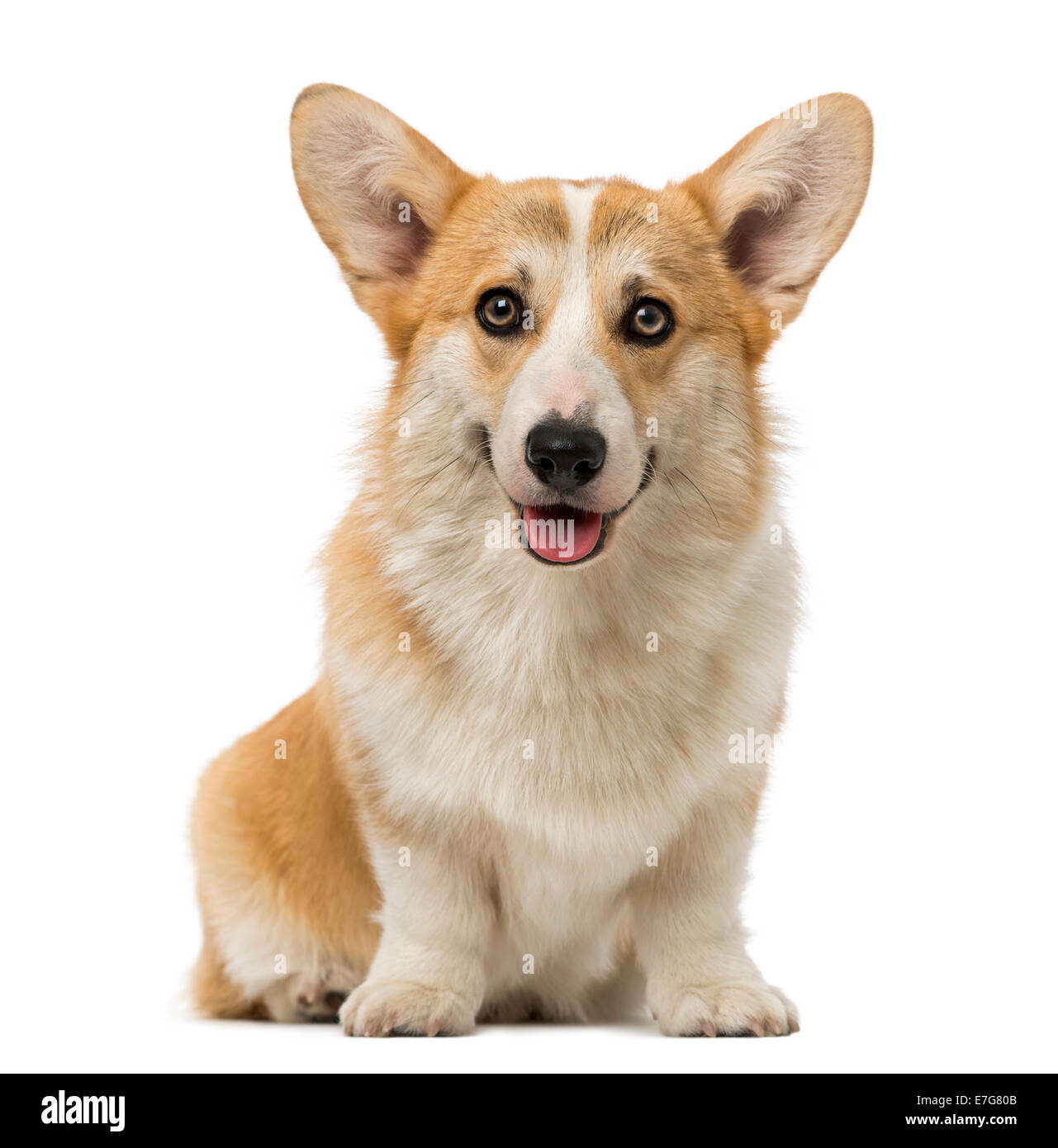Welsh Corgi Pembroke (7 meses) contra el fondo blanco. Foto de stock