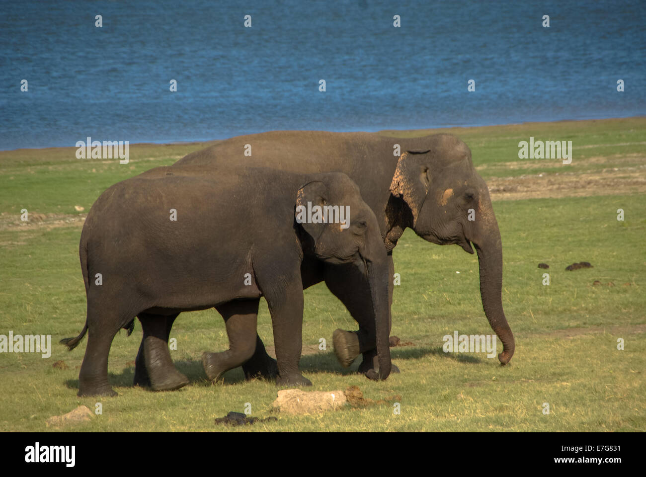 Los elefantes en el parque minneriya en Sri Lanka Foto de stock