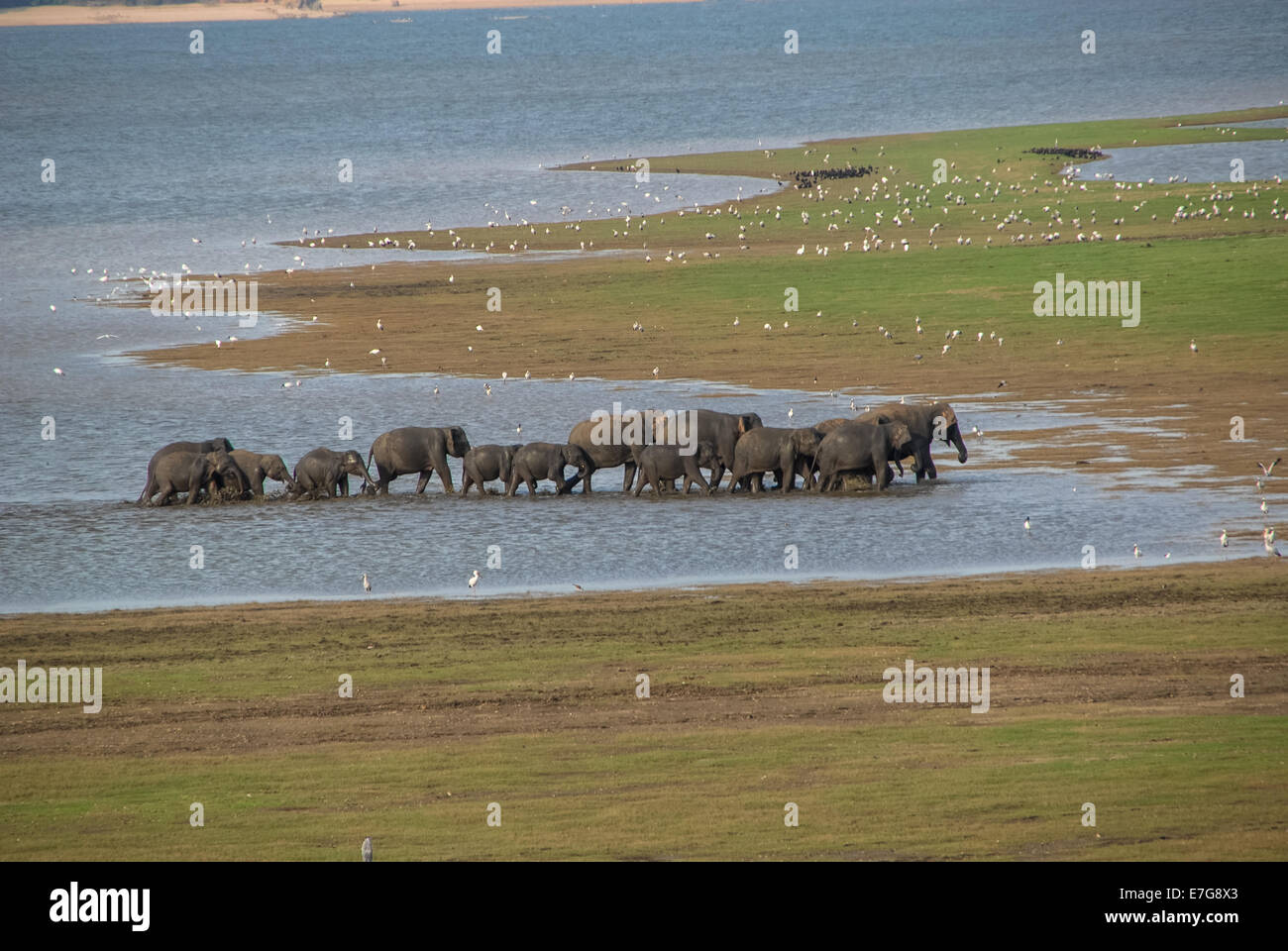 Los elefantes en el parque minneriya en Sri Lanka Foto de stock
