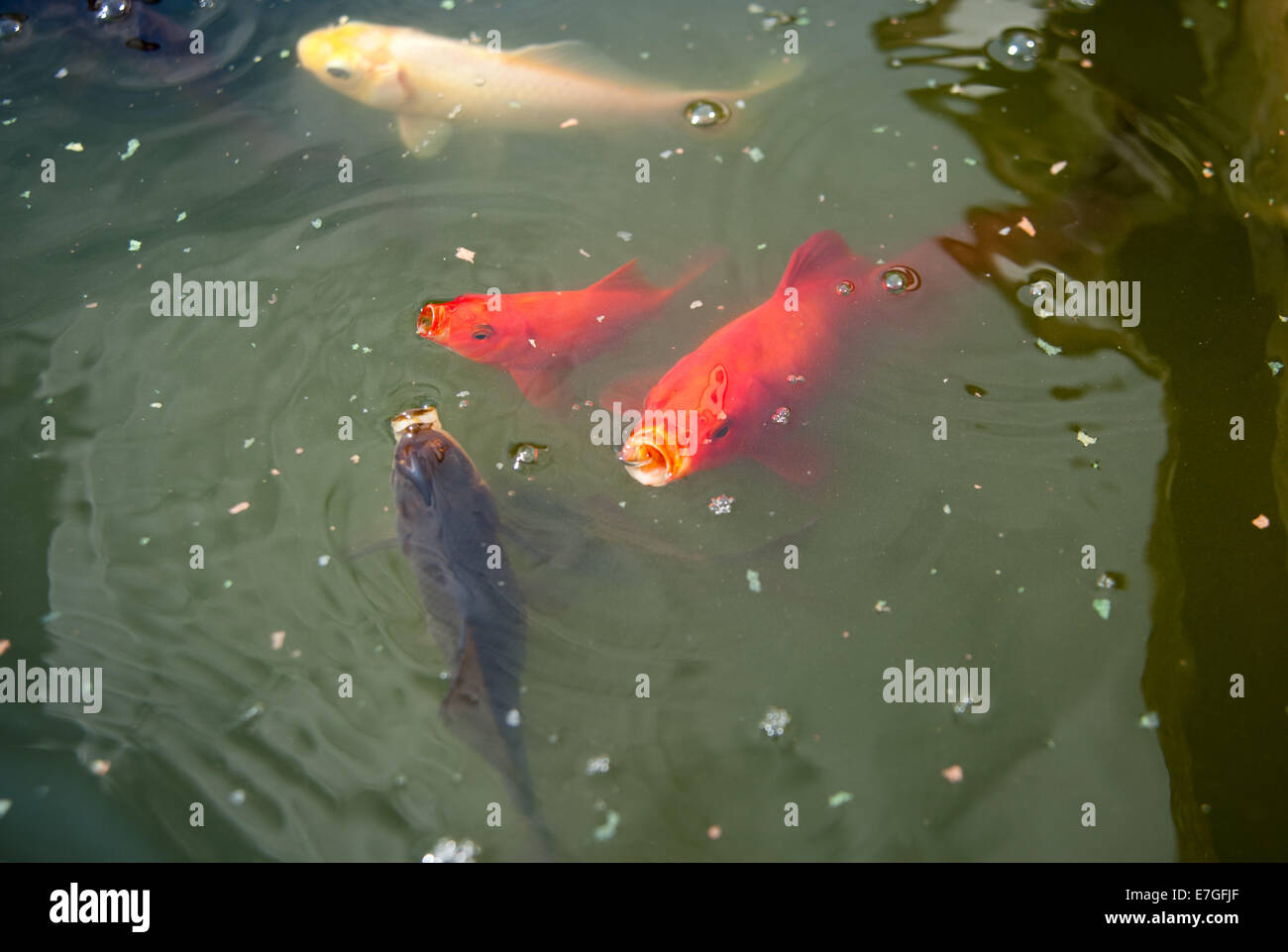 Goldfish o carpe alimentando en la superficie de un estanque del jardín Foto de stock