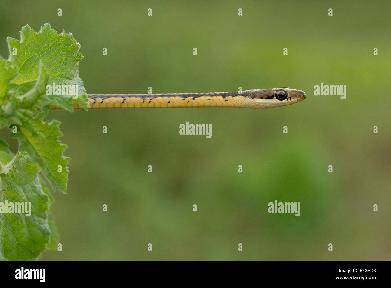 Árbol BRONZEBACK COMÚN (Serpiente Dendrelaphis Tristis) Foto de stock