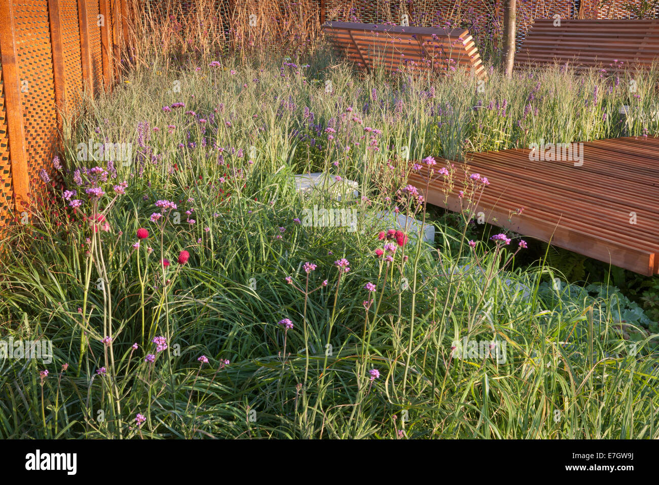 Verbena bonariensis y las hierbas en un pequeño jardín cerco de acero corten  - cubierta de madera zona de pavimento en Tatton Park RHS flor Fotografía  de stock - Alamy