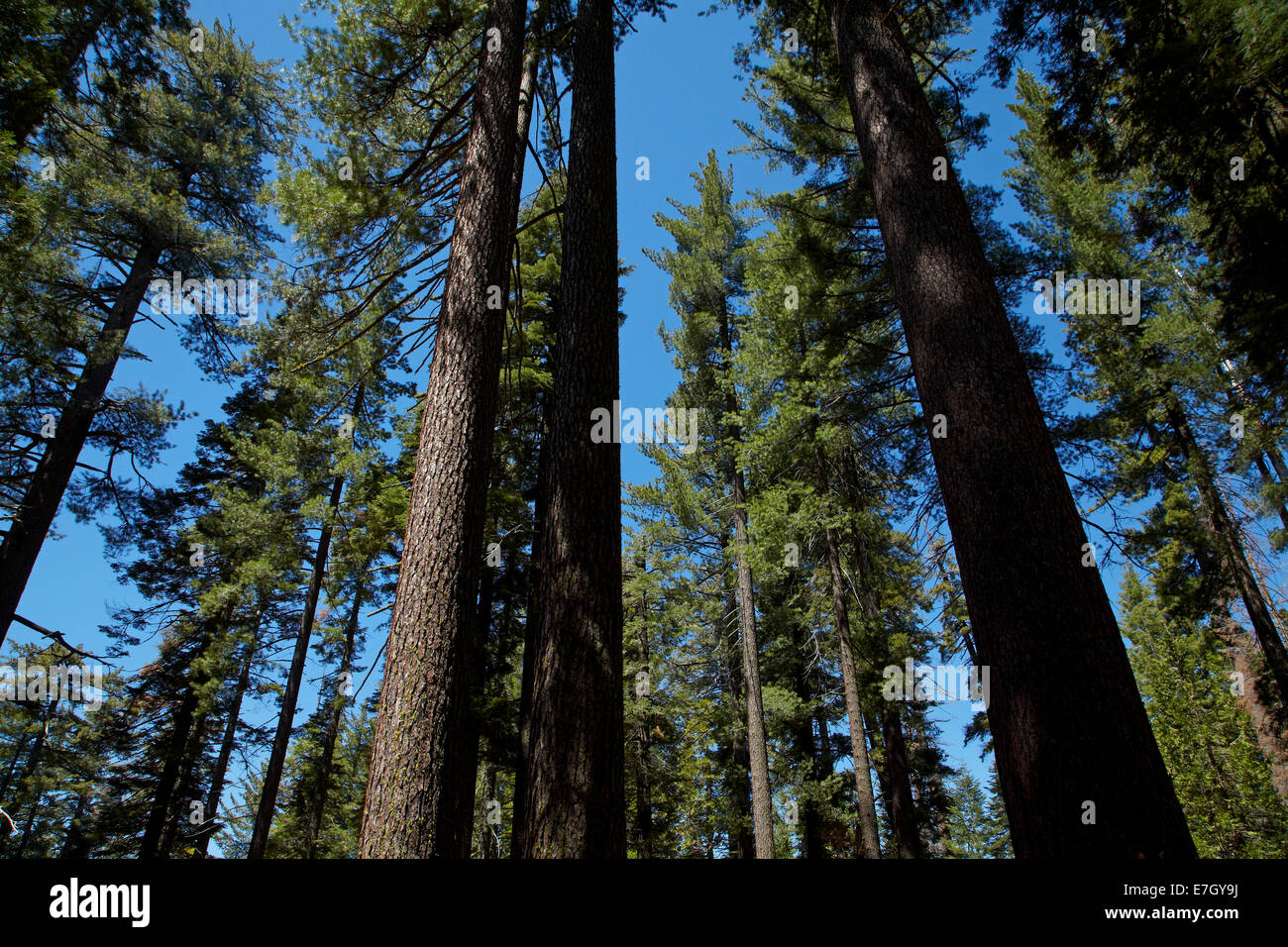 En los árboles Sequoia Tuolumne Grove, cerca de la grúa planas, el Parque Nacional Yosemite, California, EE.UU. Foto de stock