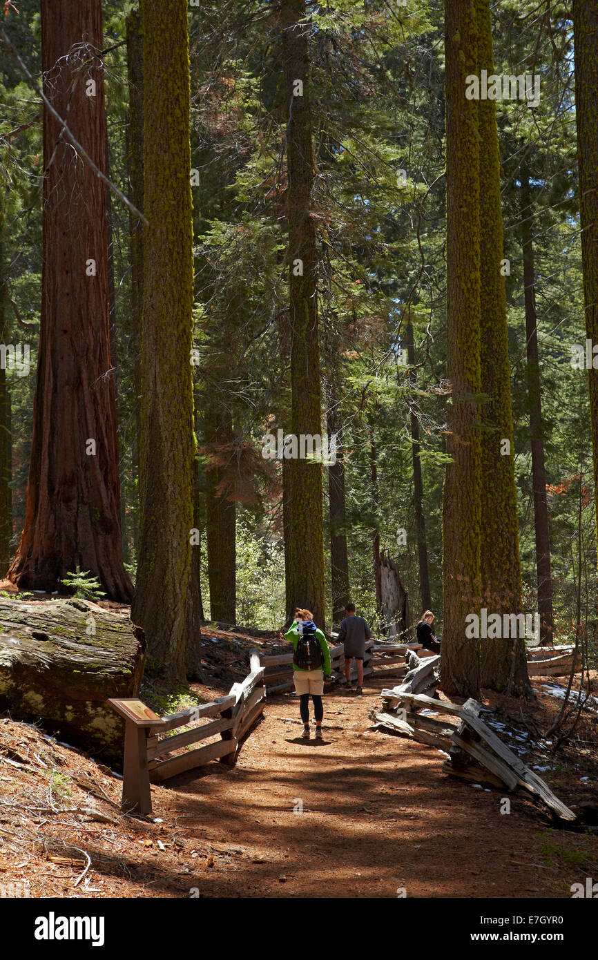Los turistas en la vía a través de los árboles Sequoia en Tuolumne Grove, cerca de la grúa planas, el Parque Nacional Yosemite, California, EE.UU. Foto de stock