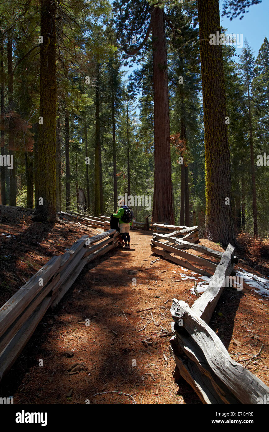 Los turistas en la vía a través de los árboles Sequoia en Tuolumne Grove, cerca de la grúa planas, el Parque Nacional Yosemite, California, EE.UU. Foto de stock