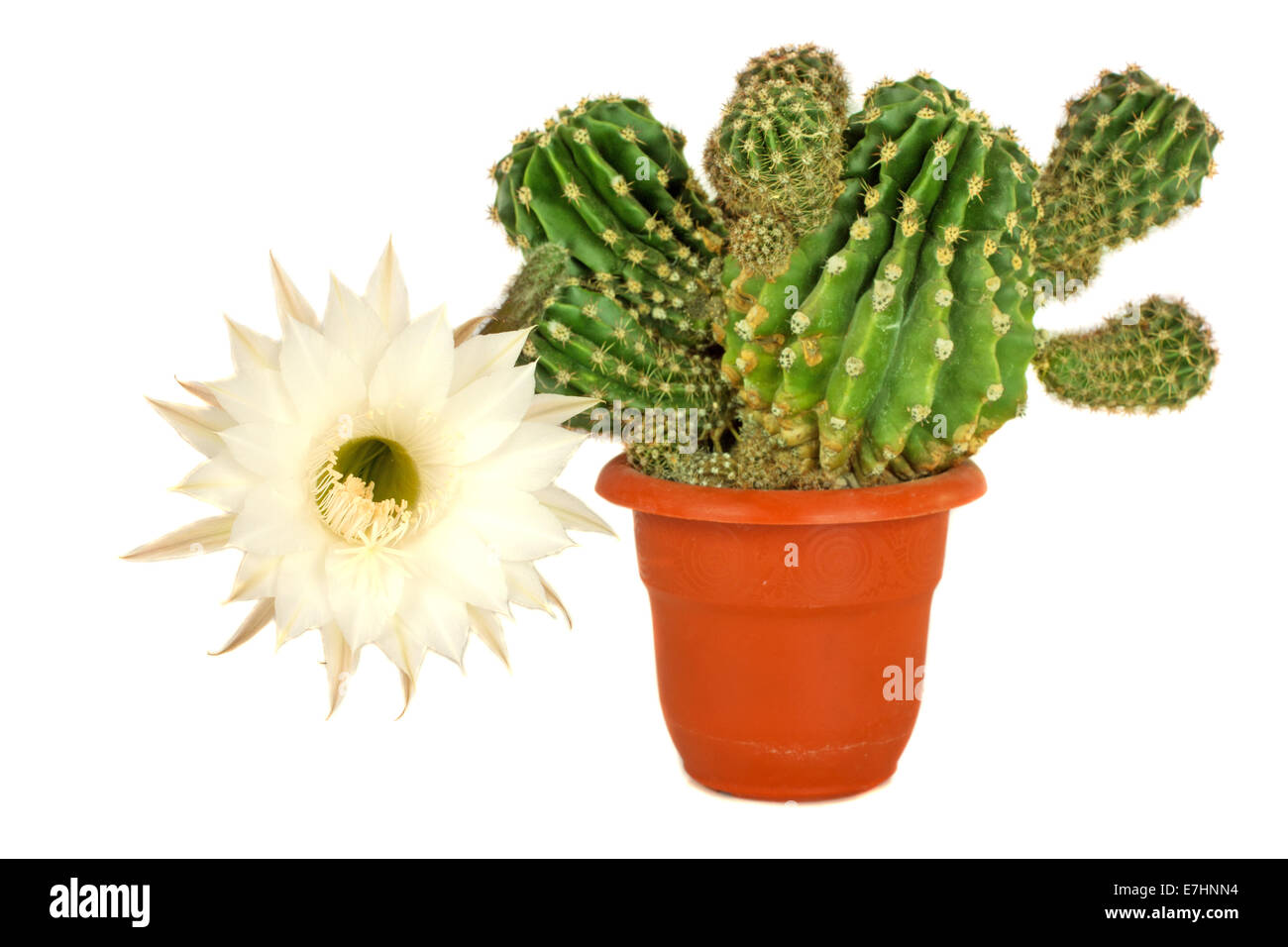 Cactus con flores blancas aisladas sobre fondo blanco. Foto de stock