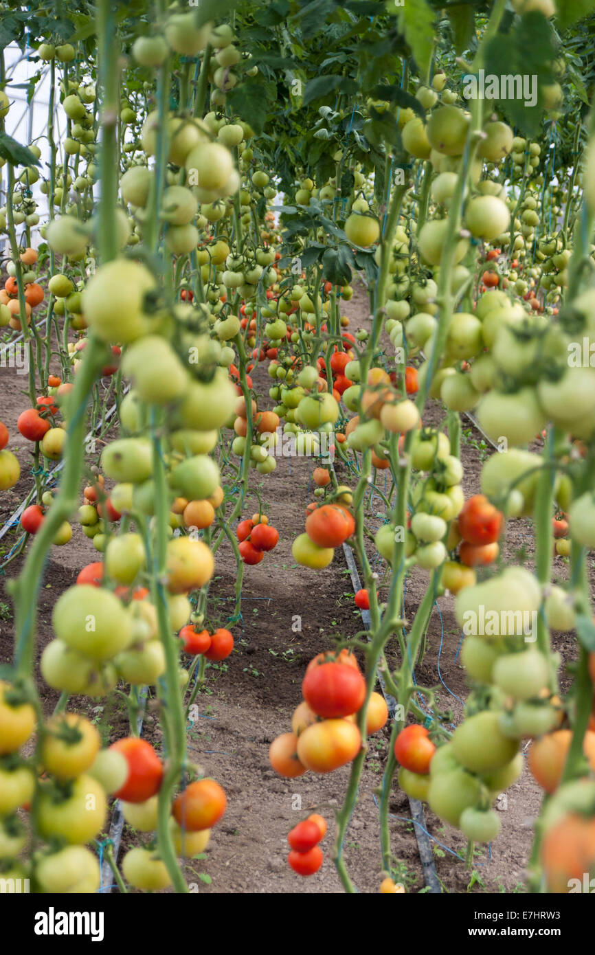 Un montón de tomates rojos en un invernadero Foto de stock