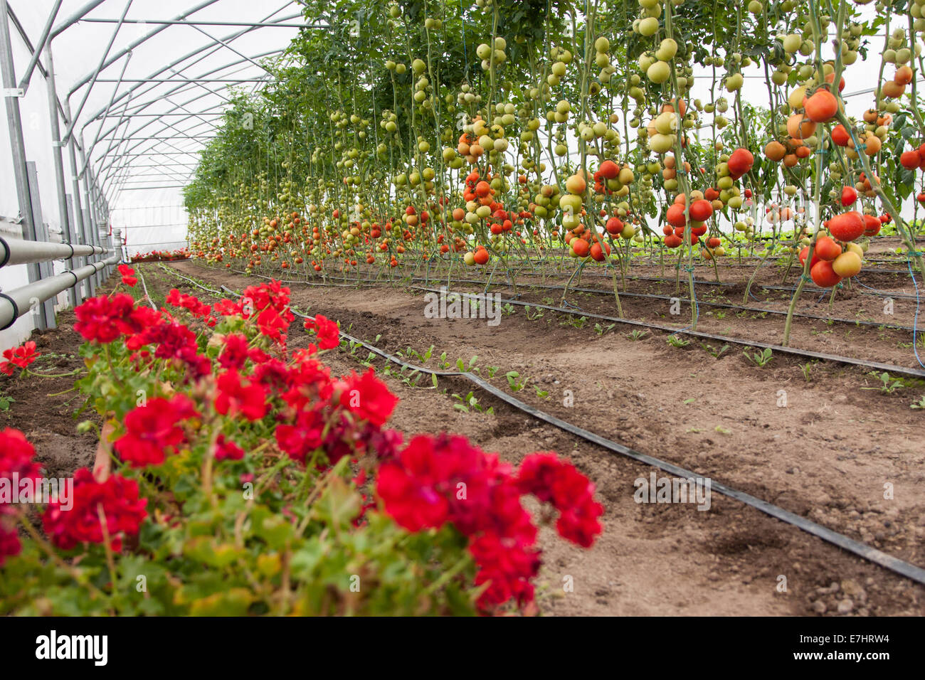Un montón de tomates rojos en un invernadero Foto de stock
