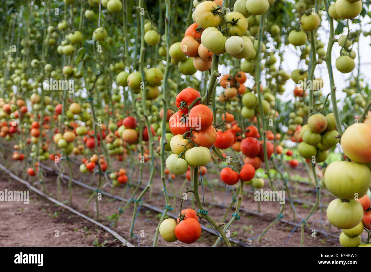 Un montón de tomates rojos y verdes en un invernadero Foto de stock