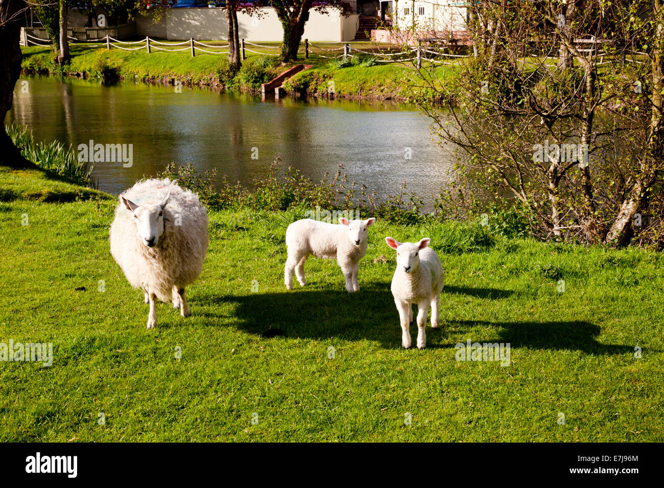Frontera Cheviot oveja y sus corderos en pastoreo Leintwardine (el asentamiento romano de Bravonium) Herefordshire Inglaterra Foto de stock