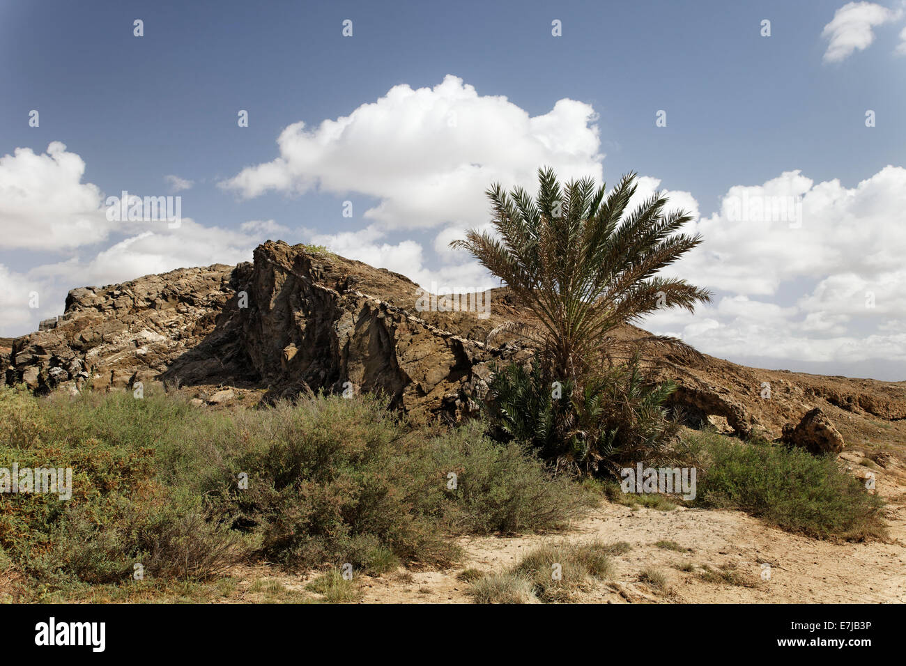 Terreno enarbolado debido al movimiento de la placa, la palmera datilera (Phoenix dactylifera), arbustos, paisaje cerca de Mirbat, Dhofar región Foto de stock