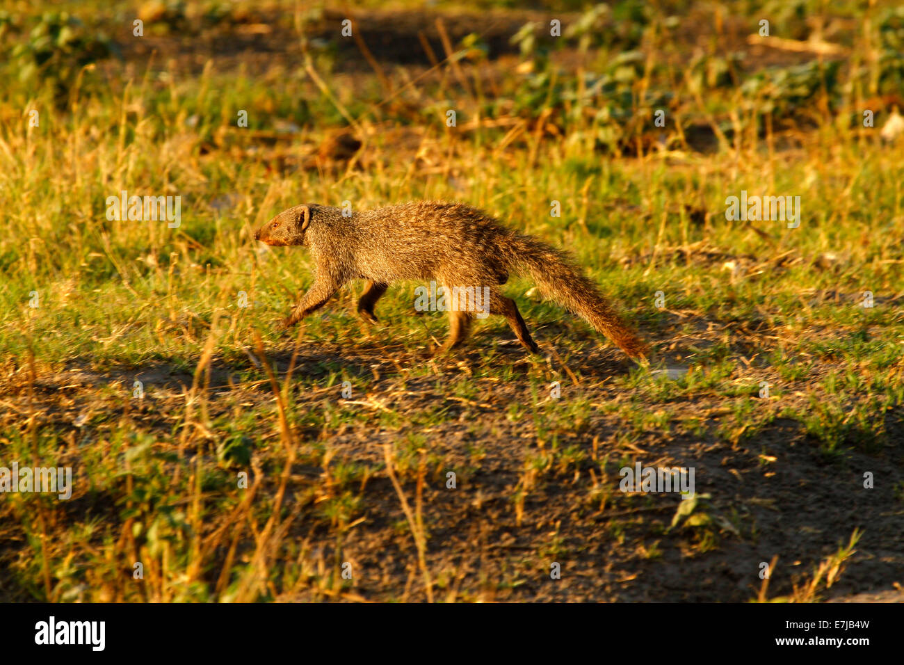 Mangosta amarillo en Botswana, a veces conocido como suricata o rojo