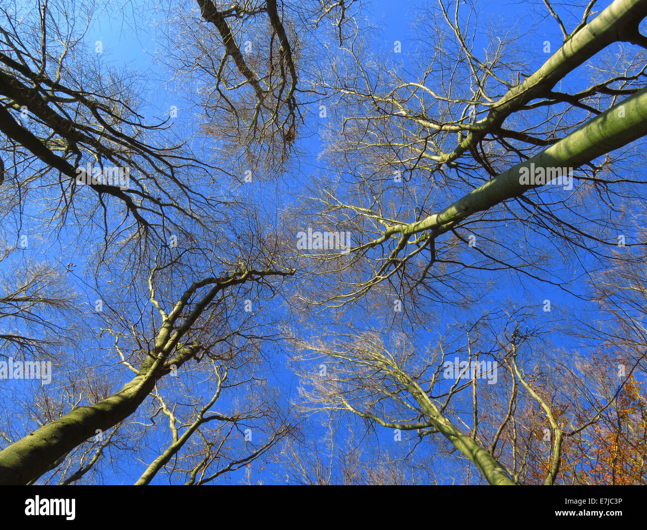 Las plantas, los árboles, las hayas, árboles, cielo azul, bajo el ángulo, el invierno Foto de stock