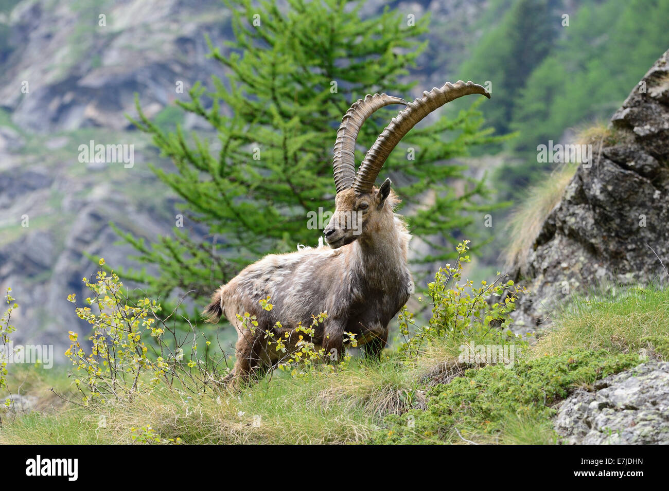 El Roe de Capricornio, animal, Ibex, cabra de montaña, cloven-animal de pezuña, bóvidos, cabras, nanny Boviden, nanny cabras-like, Capra i Foto de stock