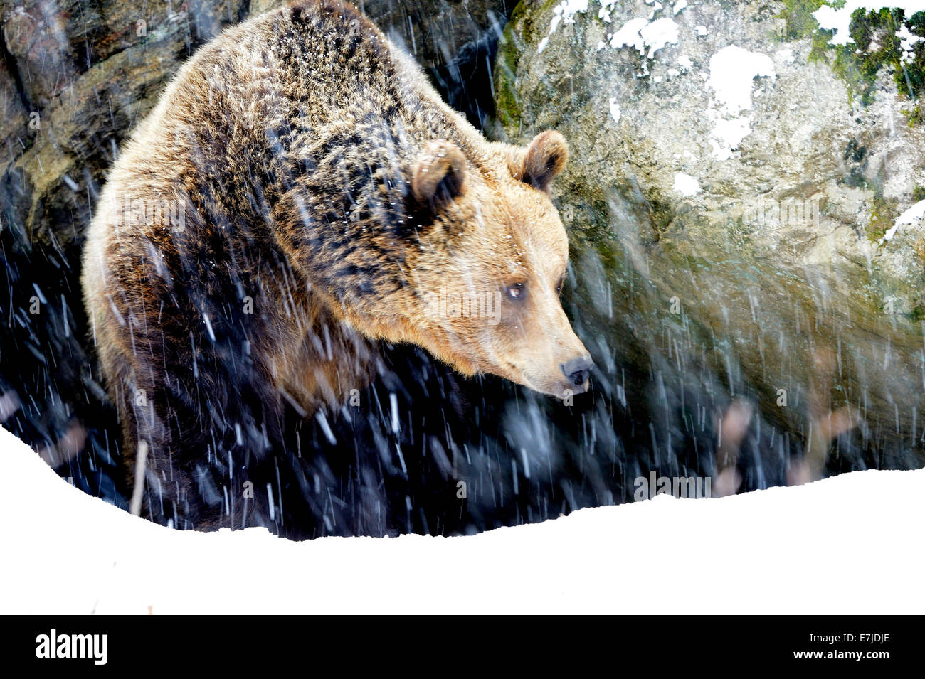 Oso Pardo, animal, Unión bear, depredador, Ursus arctos, oso, depredadores, invierno, Alemania, Europa, Foto de stock