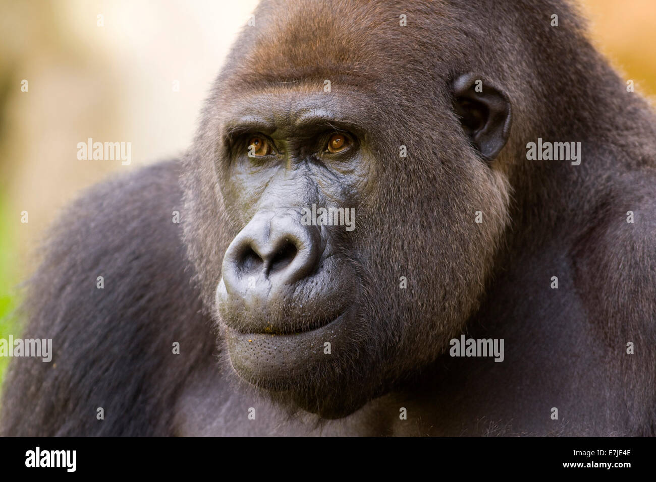Mono, gorila gorila, liso, los vertebrados terrestres, APE APE retrato, primado, plata, mamíferos, western Foto de stock