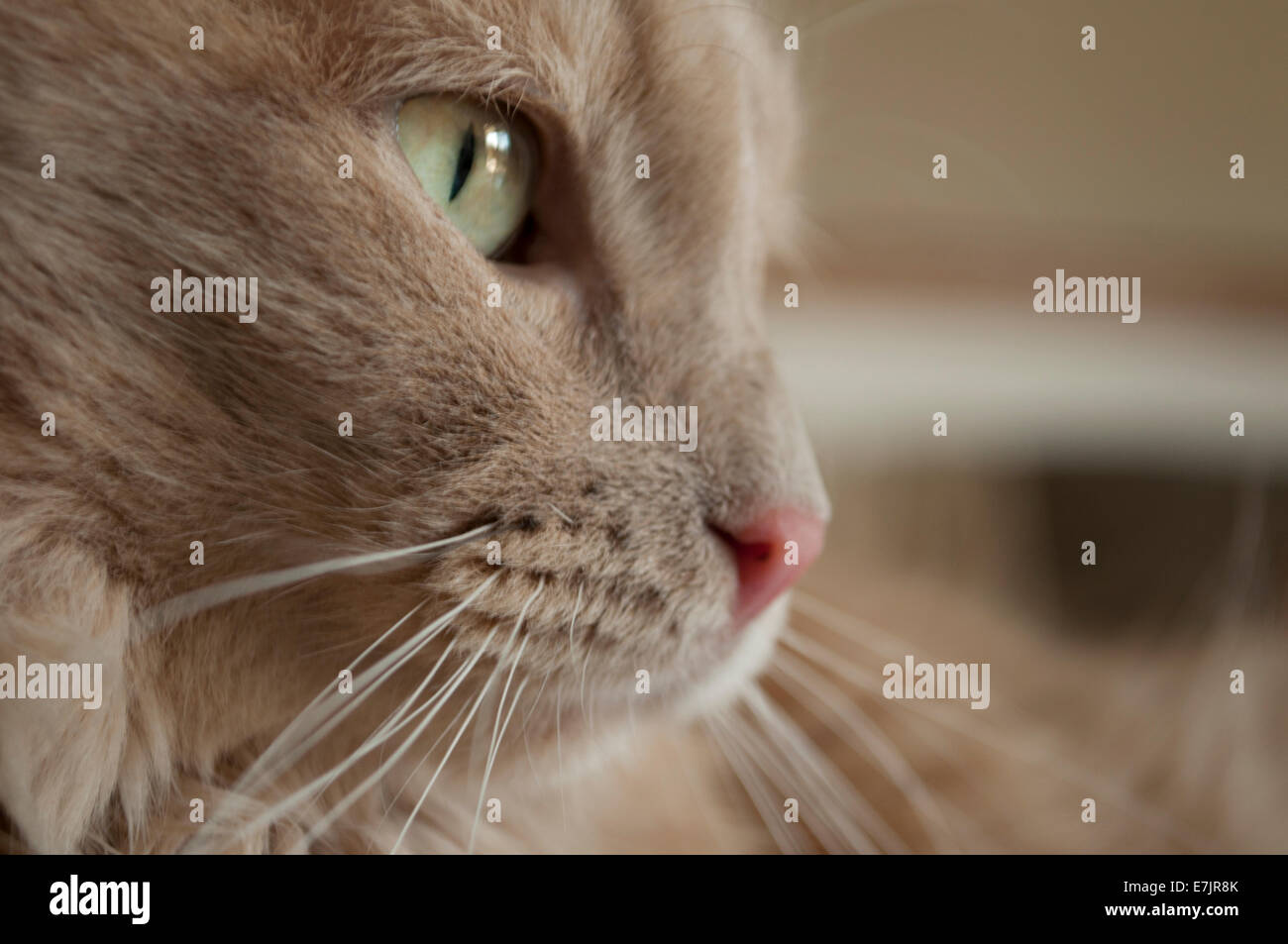 Cerrar vista lateral de color crema cara de gato Foto de stock
