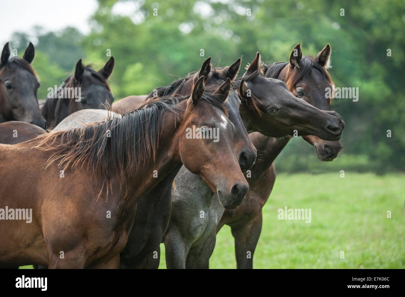 Manada de caballos cuarto de milla de yeguas párese cerca juntos Foto de stock