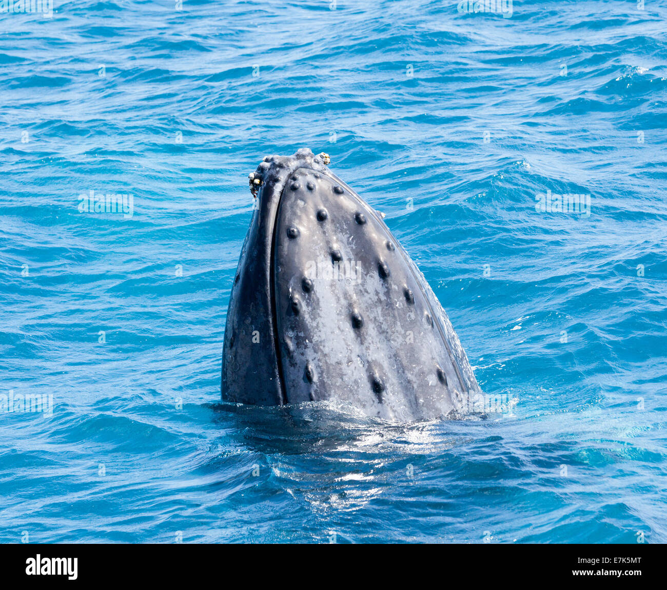 Un incumplimiento de ballenas en Hervey Bay Queensland Australia fuera de la isla de Fraser Foto de stock