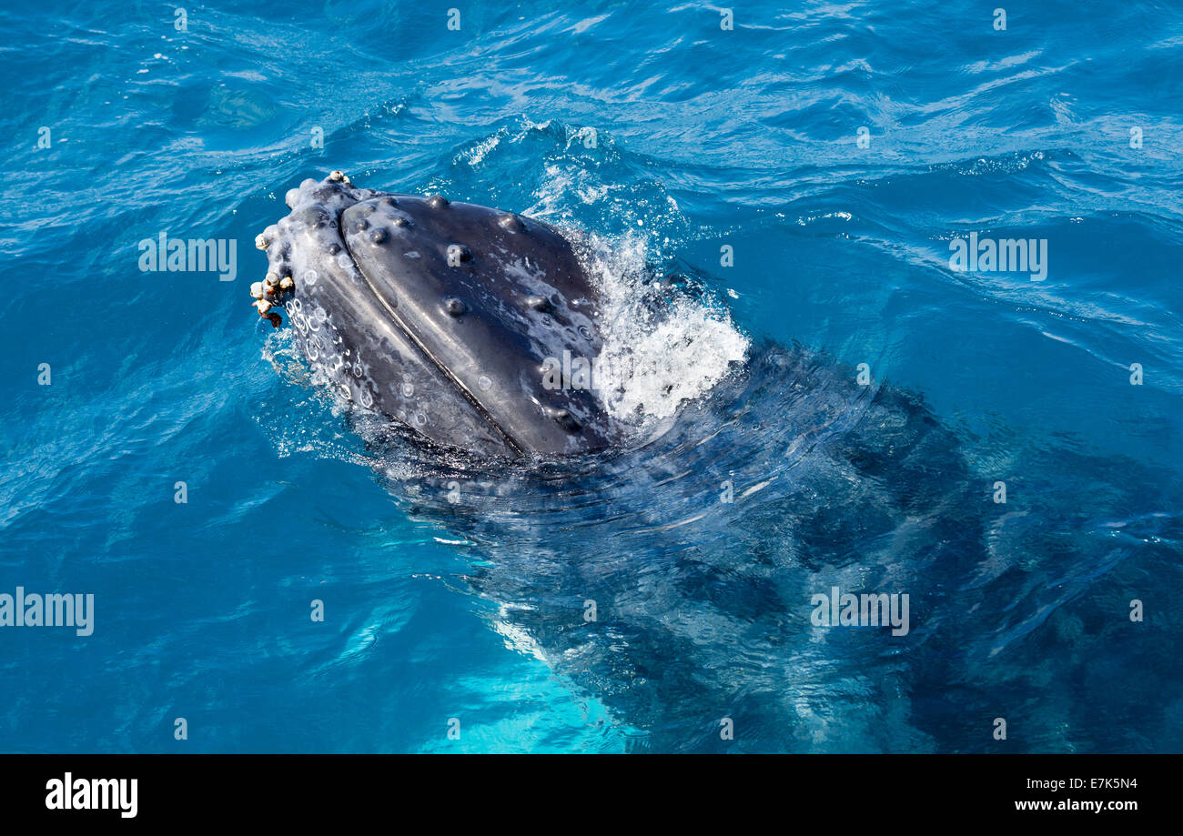 Un incumplimiento de ballenas en Hervey Bay Queensland Australia fuera de la isla de Fraser Foto de stock