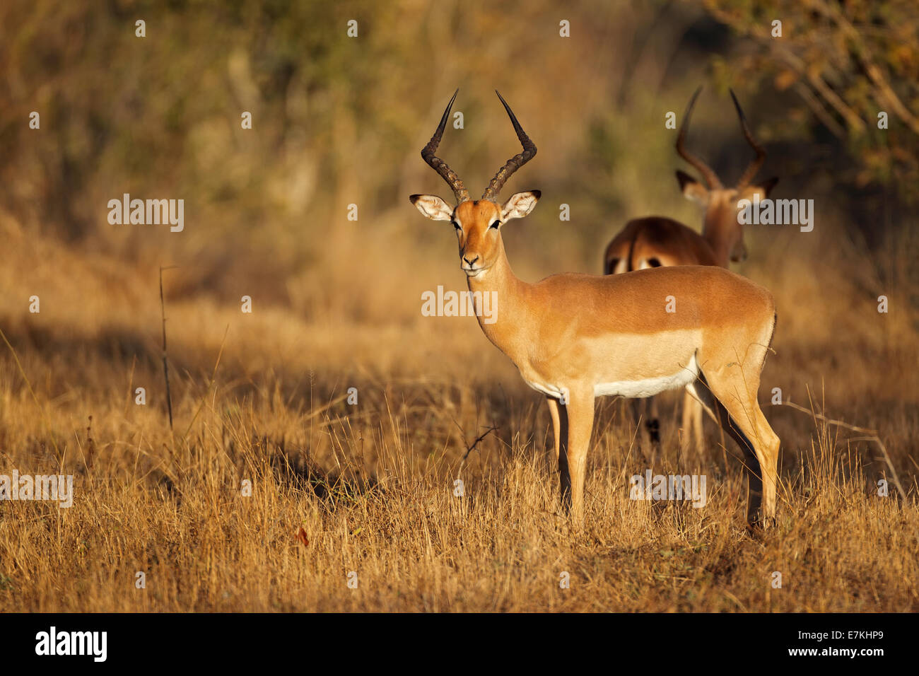 Un macho de antílope impala (Aepyceros melampus) en su hábitat natural, Sudáfrica Foto de stock