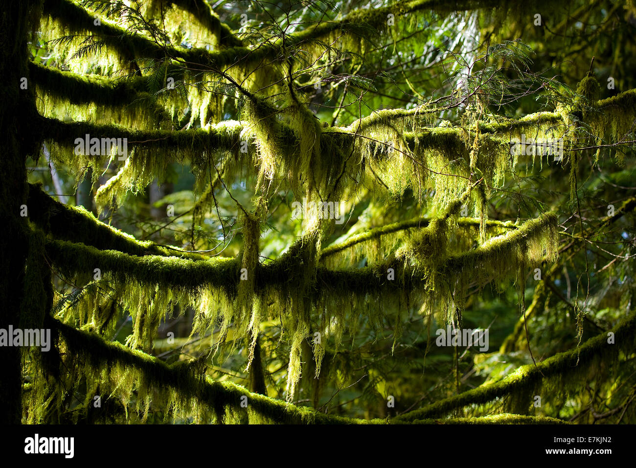 Las ramas en el bosque lluvioso de la costa oeste de la isla de Vancouver, British Columbia, Canadá Foto de stock