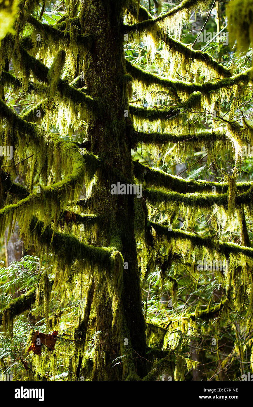 Las ramas en el bosque lluvioso de la costa oeste de la isla de Vancouver, British Columbia, Canadá Foto de stock