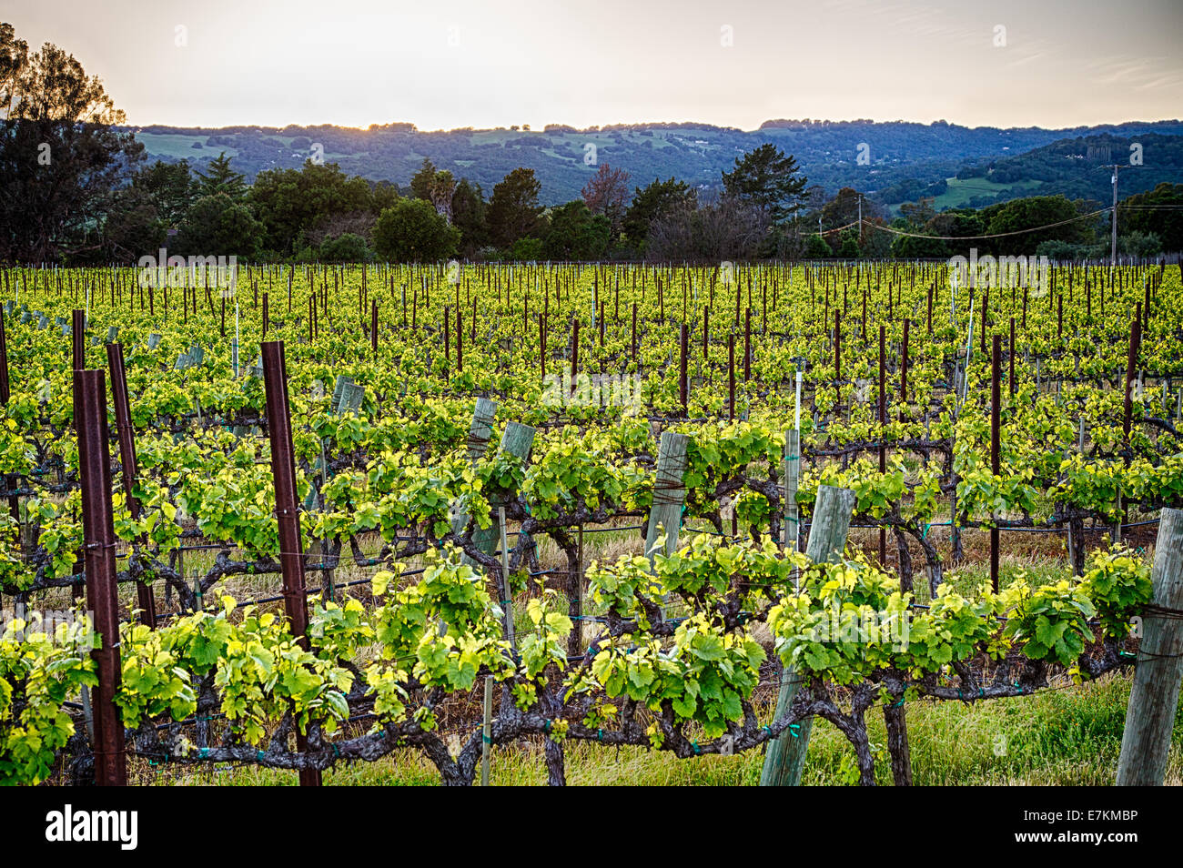 Puesta de sol sobre los viñedos en la región vinícola de California. El condado de Sonoma, California Foto de stock
