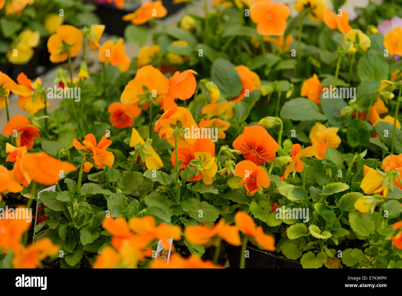 Paletas de multicolor - flores en un vivero Foto de stock
