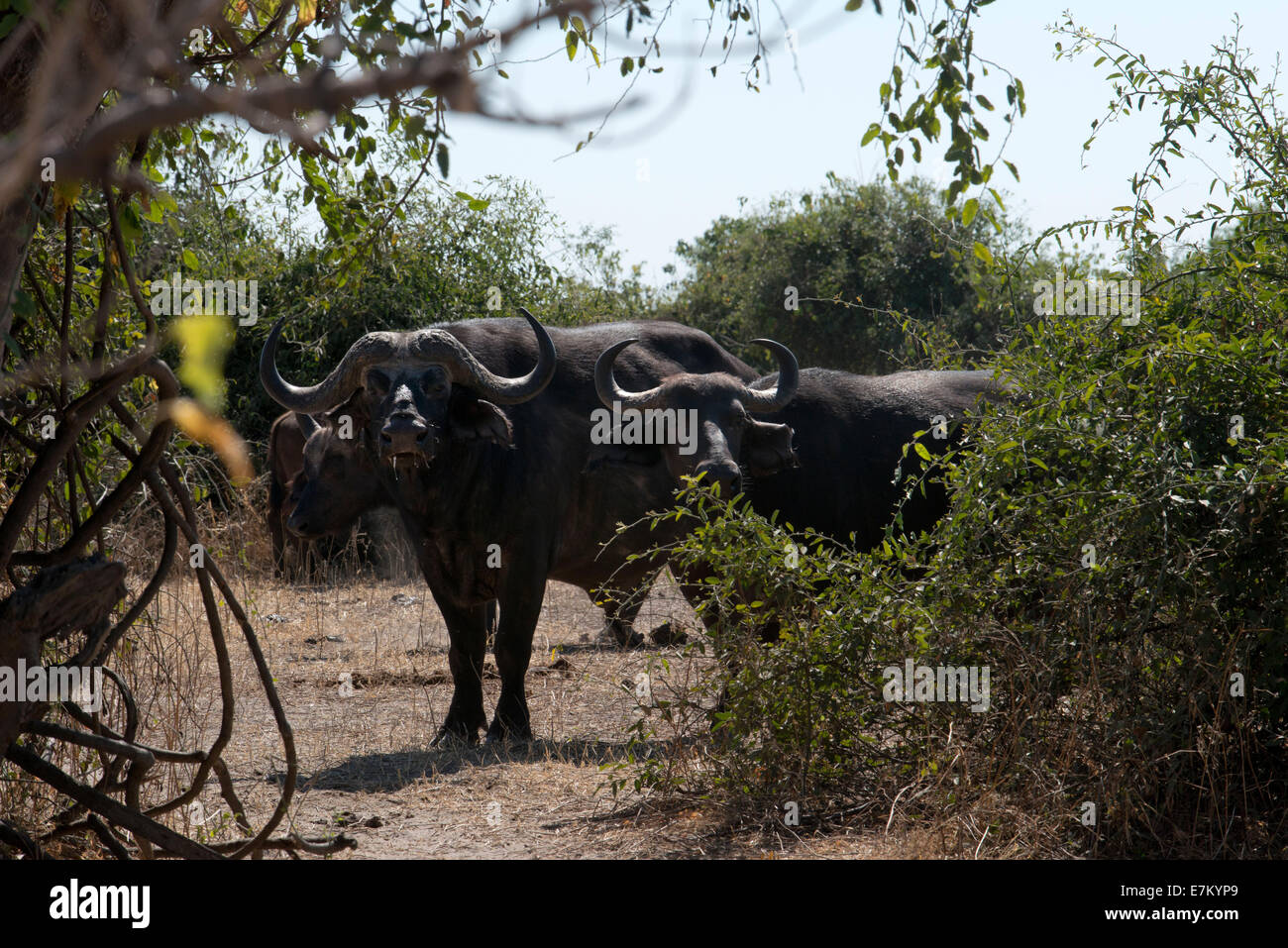 El búfalo africano (Syncerus caffer) dos machos adultos, corriendo a través de la vía en Savannah, South Luangwa N. P., Zambia. Campamento de Buffalo, Foto de stock
