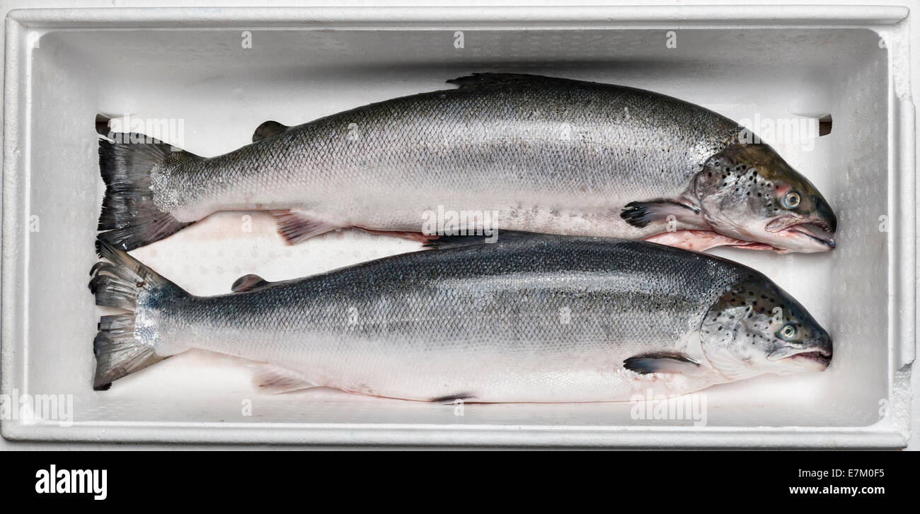 Dos salmones frescos de cultivo comprados a la pescadería, en una caja fría de poliestireno aislante (Reino Unido) Foto de stock