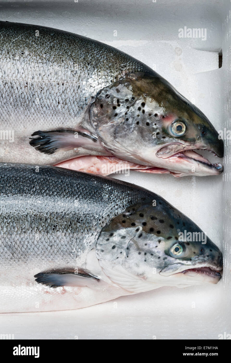 Dos salmones frescos de cultivo comprados a la pescadería, en una caja fría de poliestireno aislante (Reino Unido) Foto de stock