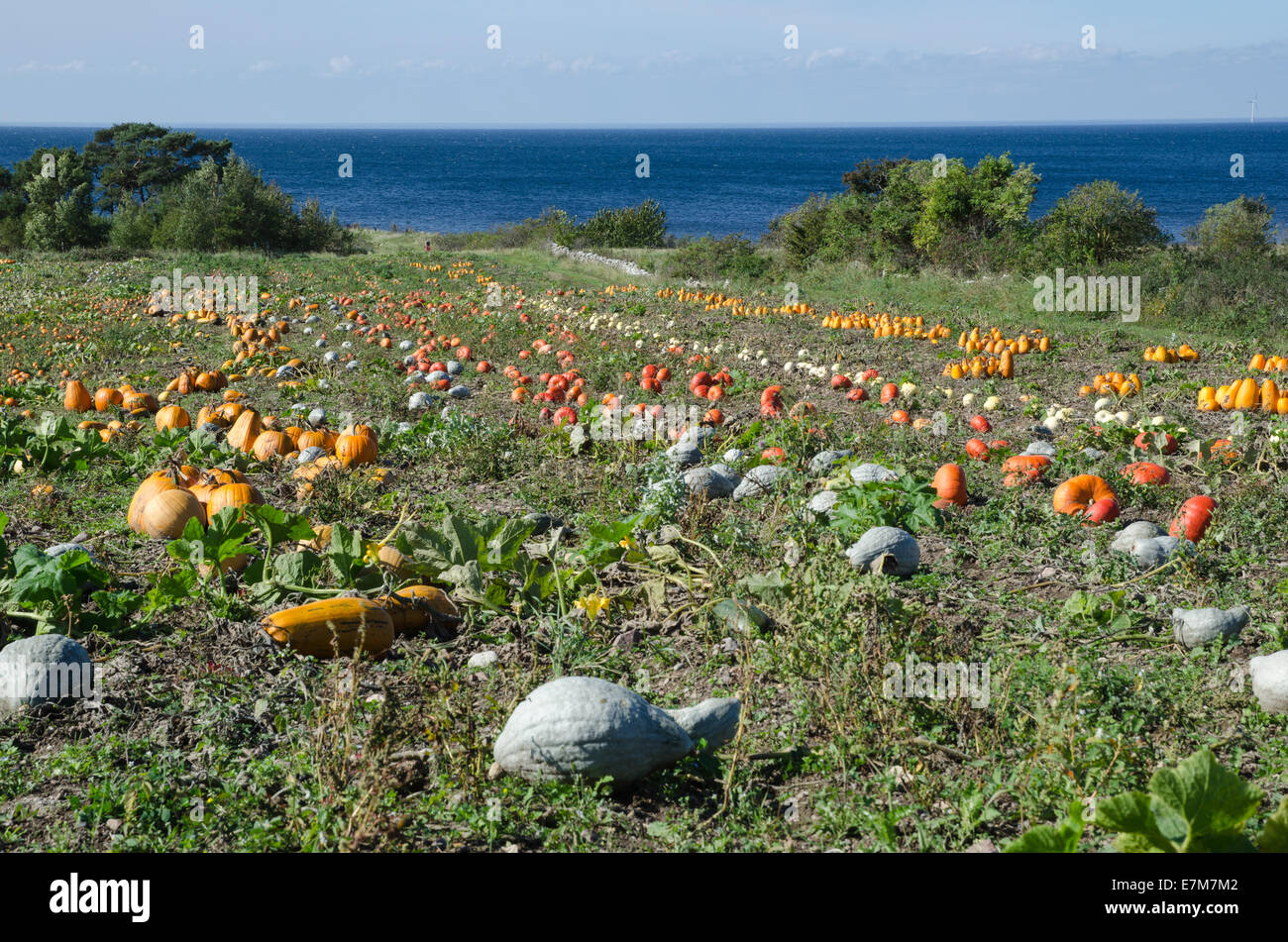 Diferentes tipos de coloridas calabazas en un campo por la costa Foto de stock