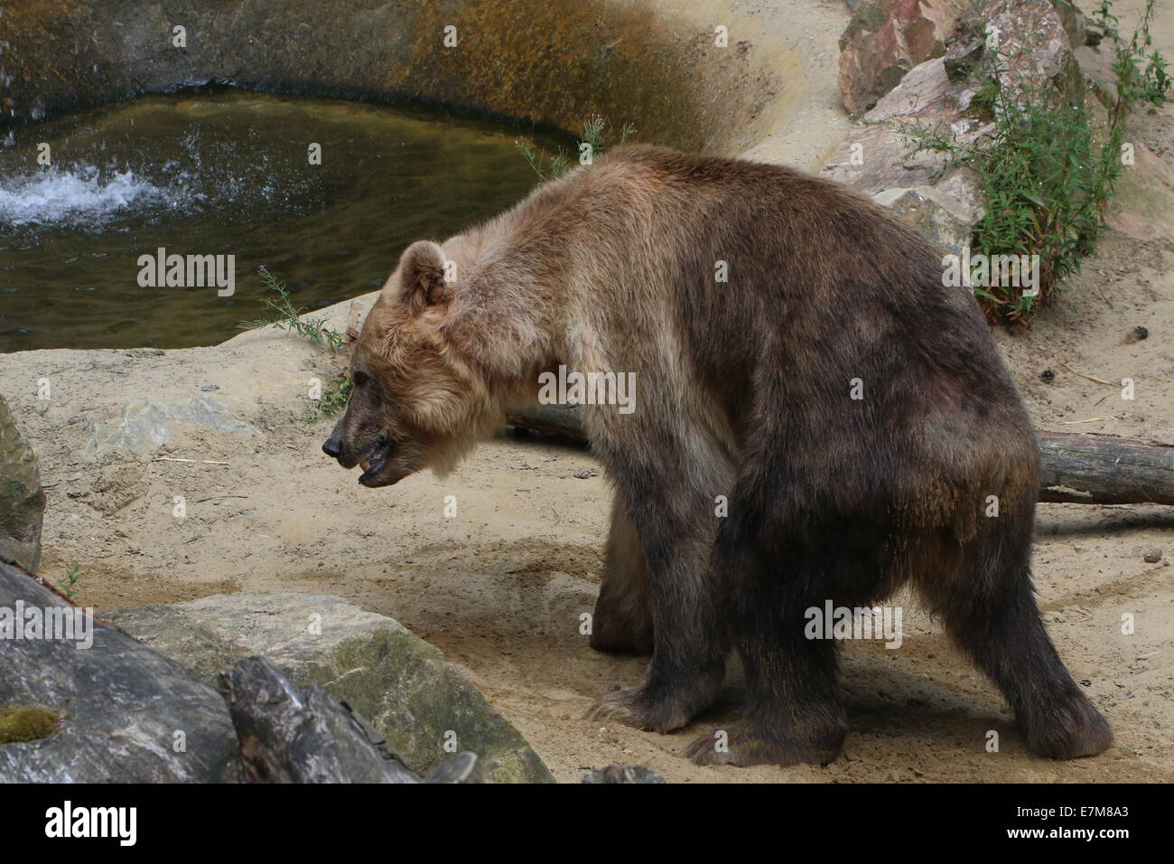 Euroasiática de oso pardo (Ursus arctos arctos) caminando en un entorno natural Foto de stock