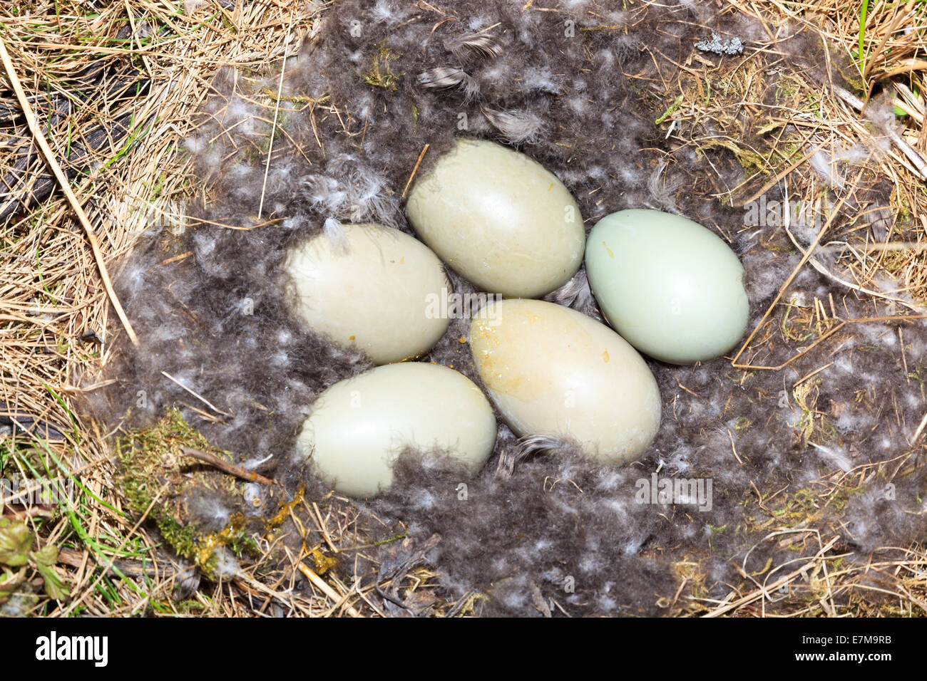 Somateria Molissima, Eider común. Nido de pájaros con huevos en la naturaleza. La foto fue tomada en el Golfo de Kandalaksha W Foto de stock