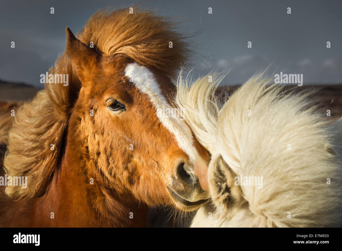 Caballo islandés (Equus ferus caballus) susurrando en la oreja de otro caballo en la península Vatnsnes en Islandia. Foto de stock