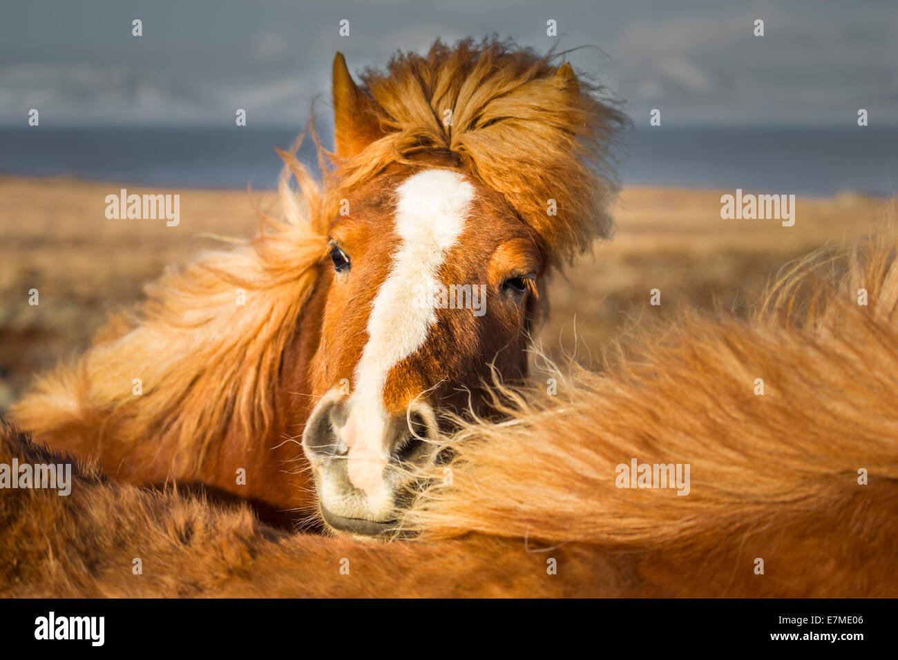 Brown caballo islandés (Equus ferus caballus) Vista frontal con manes. Foto de stock