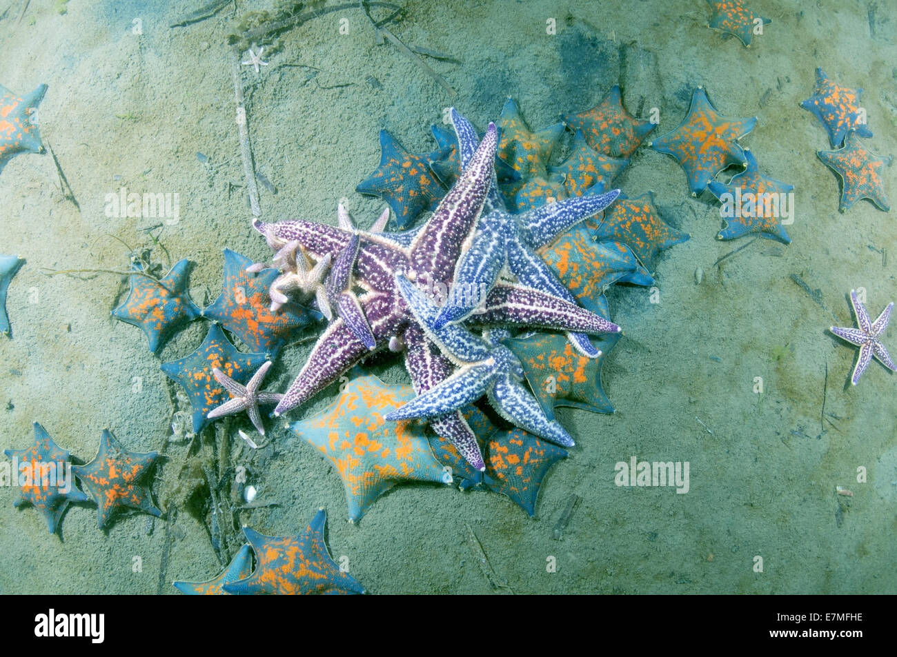 Asterias amurensis fotografías e imágenes de alta resolución Alamy