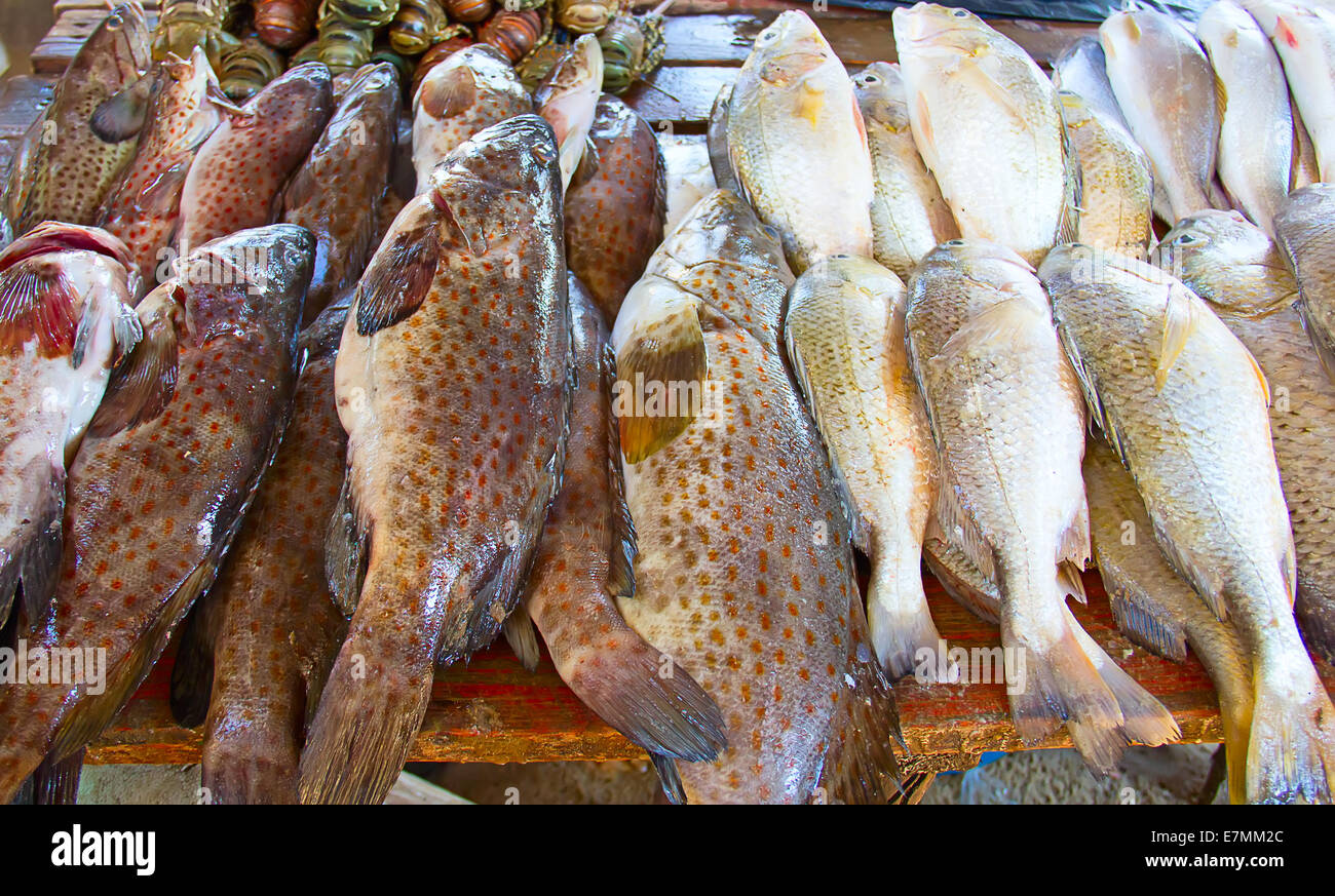 Pescado fresco en el mercado de pescado de Maputo Foto de stock