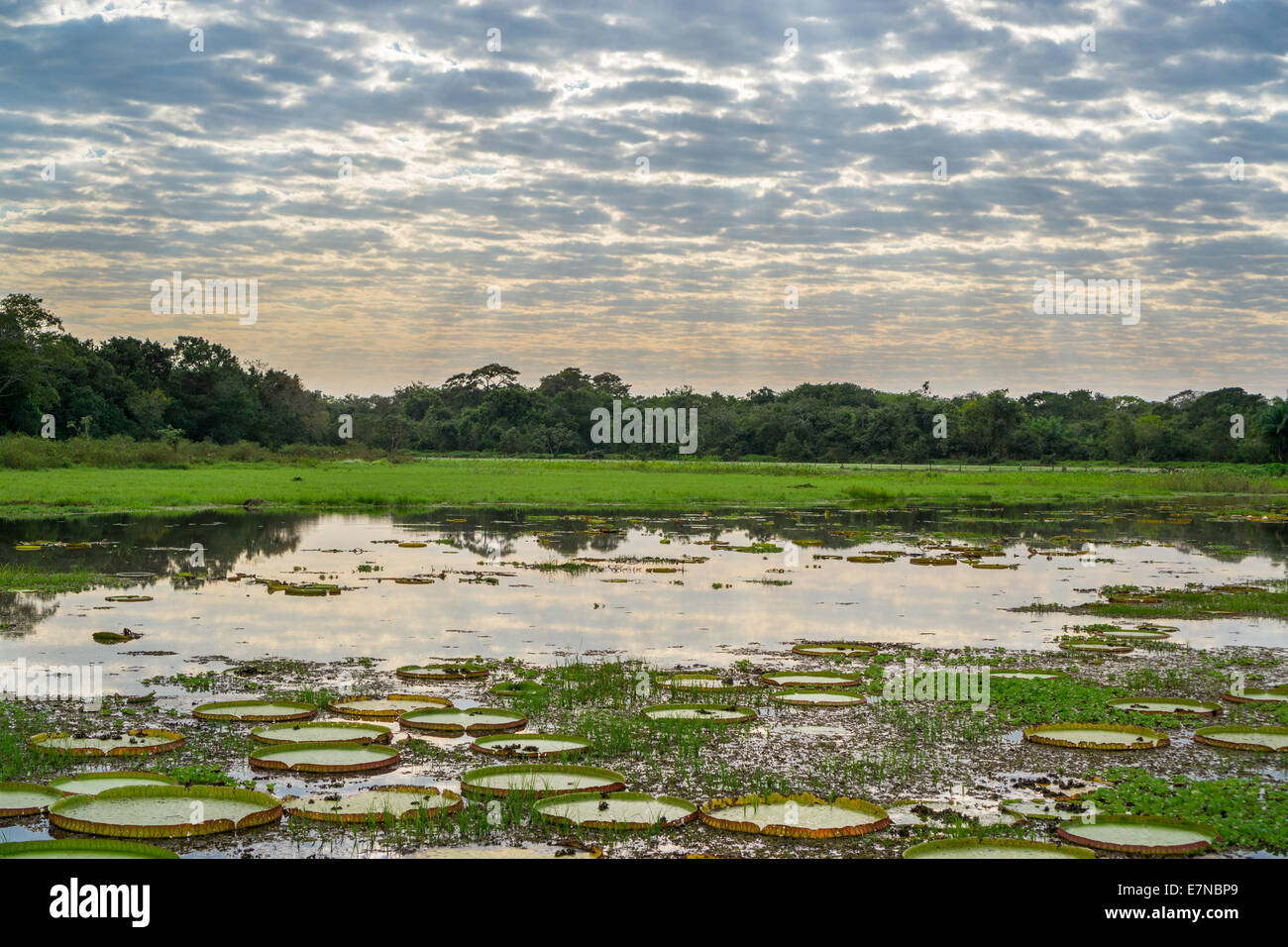 Skyline Panantal brasileño con plantas Victoria Regia en el agua Foto de stock