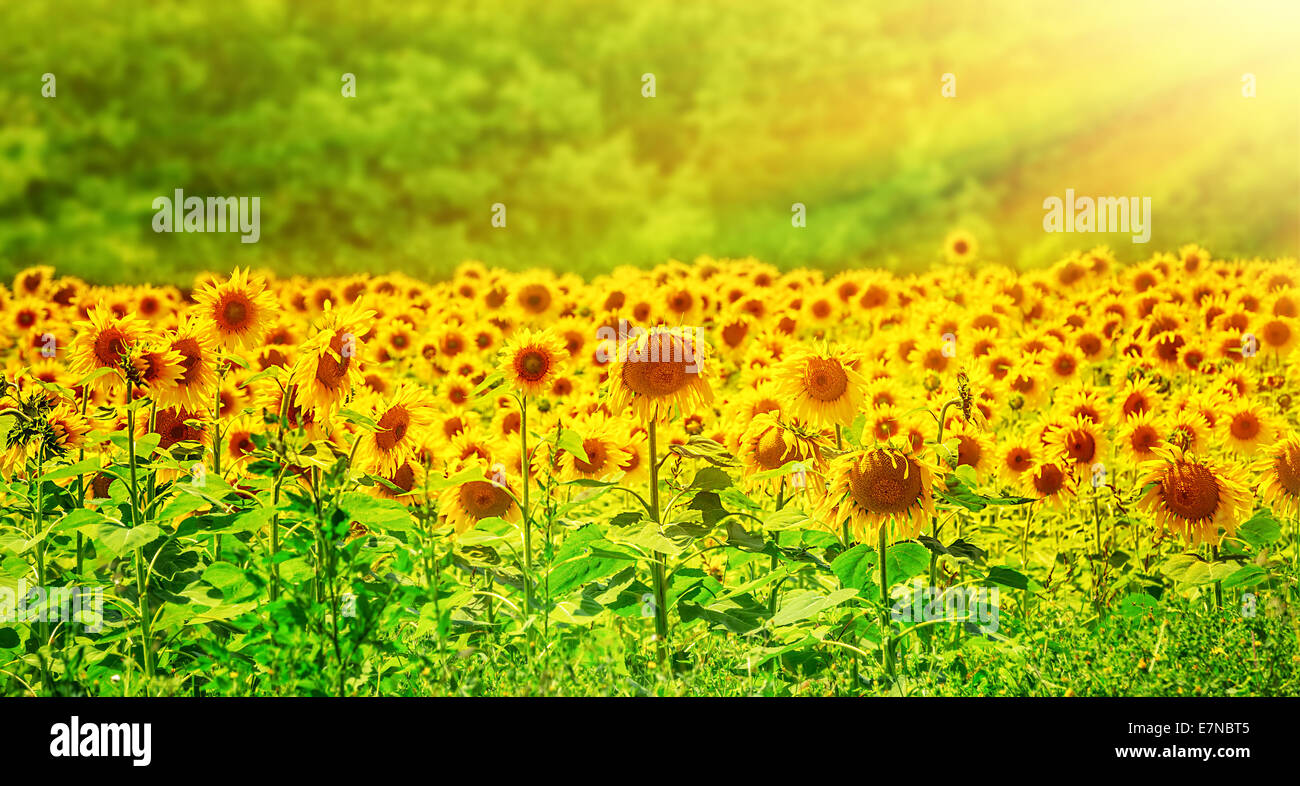 Hermoso campo de girasoles en amarillo brillante luz del sol, increíble  paisaje panorámico, grandes flores frescas creciendo en Europa Fotografía  de stock - Alamy