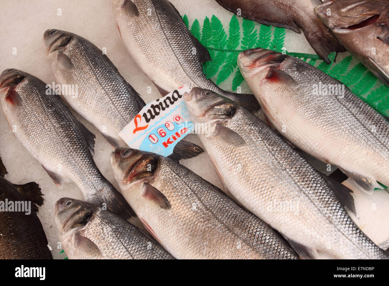 Lubina La Lubina Mediterranea Pescado El Pescado Fresco Para Su Venta En El Mercado En Malaga Espana Fotografia De Stock Alamy