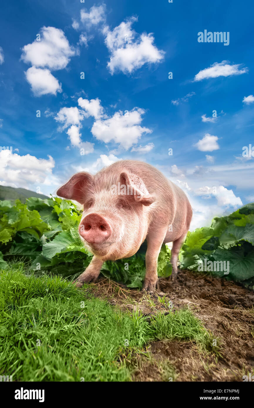 Lindo cerdo en pastoreo de verano Montañas de pradera de pasto bajo un cielo azul. La agricultura orgánica natural de fondo Foto de stock