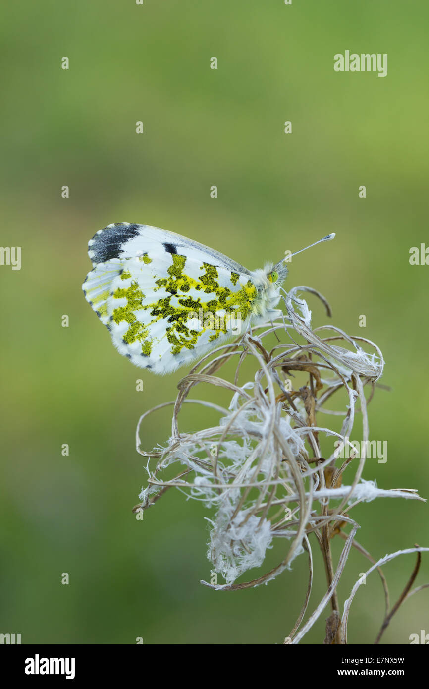 Animales, insectos, mariposas, lepidópteros, punta anaranjada, Anthocharis cardamines, Suiza Foto de stock